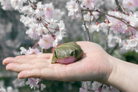 Sakura mochi with cherry blossom background