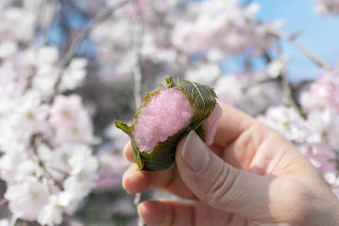 "Sakura mochi", Japanese mochi sweets that is sold only in cherry blossom season