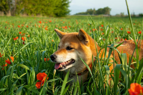 Shiba Inu dog in a poppy field