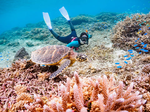 Beautiful Coral Reef, Hawksbill turtle with Diver