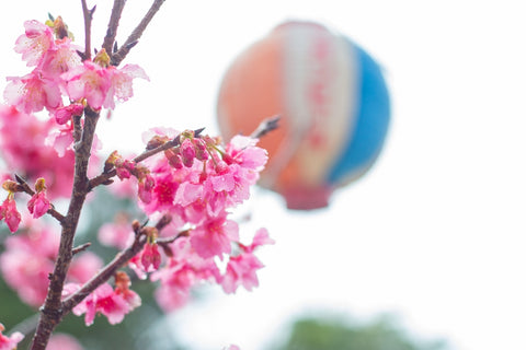 Beautiful pink cherry blossom trees with a blurred lantern in background, Okinawa, wallpaper background, soft focus. Raindrops on cherry blossom petals