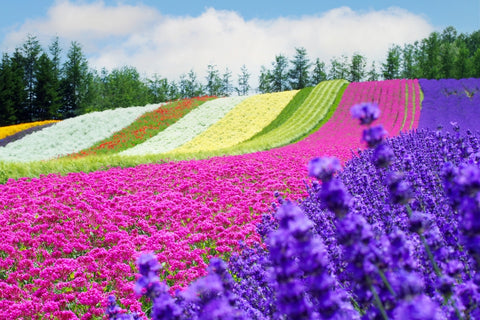 The lanscape of the rainbow Flower Field (in the time of full blooming of Larvender) in Tomita farm, Furano city, Hokkaido prefecture, Japan