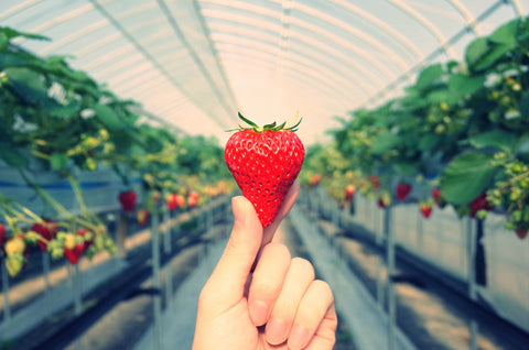 Fresh strawberries that are grown in greenhouses. Great day trip from Tokyo