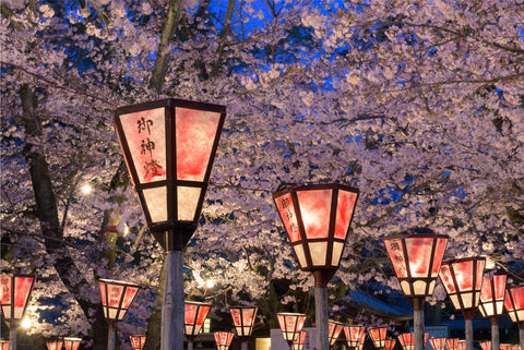 Lantern in Sakura Festival at Mishima Shrine, Shizuoka, Japan.