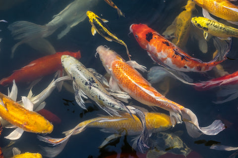 A group of koi fish swimming.