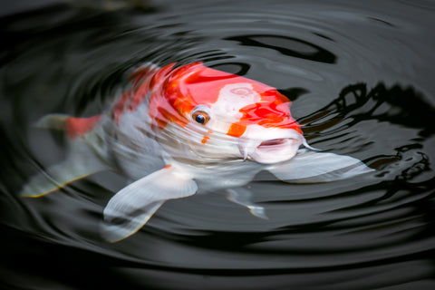 A close up of a koi fish.