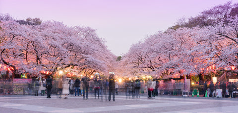 Cherry blossom (Sakura) along the playground with crowded people in Hanami festival at Ueno Park in Tokyo, Japan
