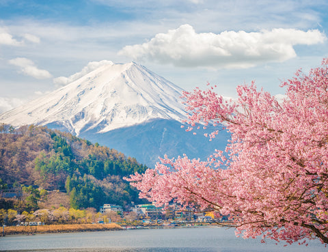Mountain Fuji in spring at Kawaguchiko, japan. Cherry blossom Sakura, perfect for flower viewing.