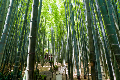 Bamboo grove, bamboo forest at Kamakura hidden gem, Kanagawa, Japan