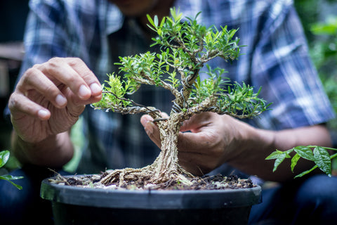 Bonsai with the gardener, ideal gift for family and friends