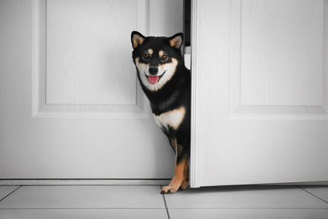 Cute Black Shiba Inu dog Japanese pup entering room