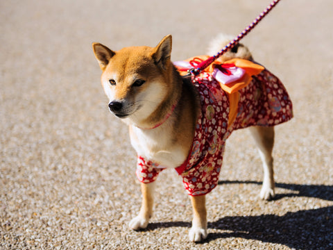 A shiba inu in a kimono.