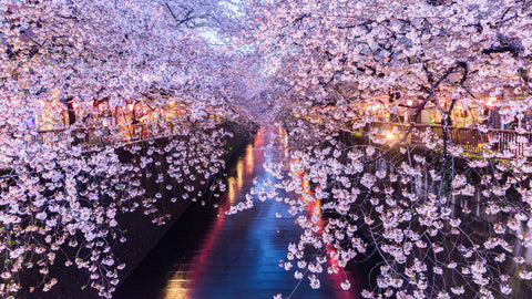 Cherry blossom or Sakura at Meguro Canal in Tokyo, Japan. at twilight.