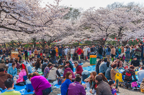 Tokyo Crowd under cherry trees and enjoying festival in Ueno Park.