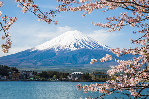 Mount Fuji with cherry blossom at Lake Kawaguchiko in Japan