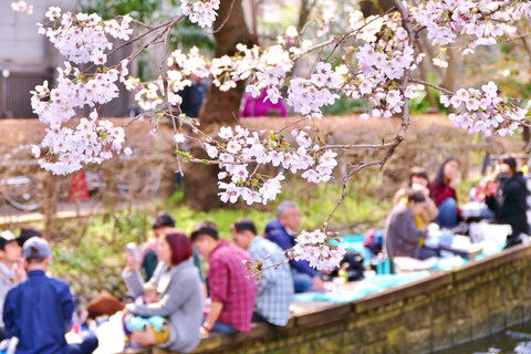 People gathered along a small canal to view the sakura cherry blossoms