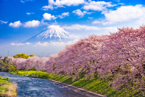 Mount Fuji with sakura cherry blossoms.