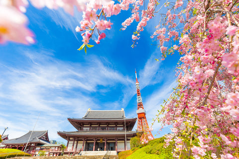 Blooming sakura flower cherry blossom in Zojoji temple with Tokyo Tower