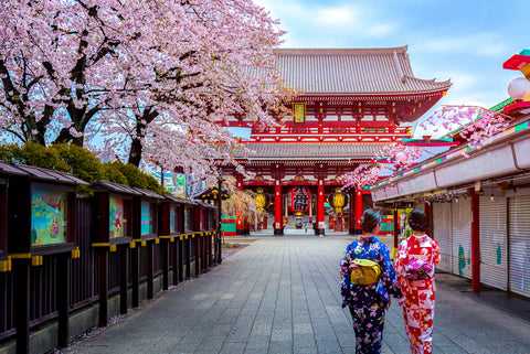 Two geishas wearing traditional Japanese kimono among Sensoji Temple in Asakusa Tokyo, Japan.