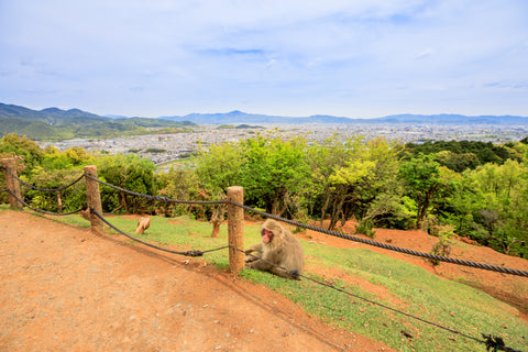 A monkey at the Iwatayama Monkey Park with views of Kyoto in the distance