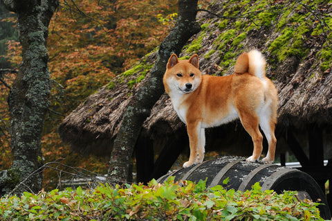 Dog intelligent breed red Shiba in forest background