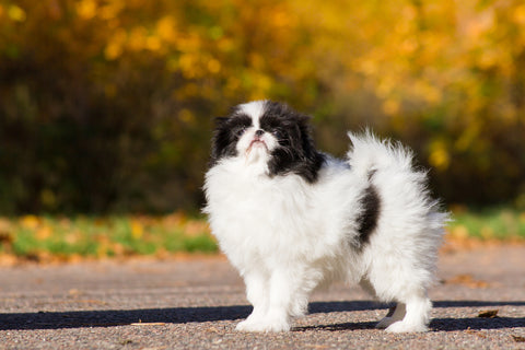 A black and white Japanese chin.