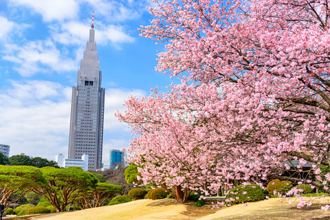 Tokyo, Japan spring in Shinjuku Park, best among many parks for sakura viewing.