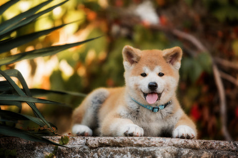 An Akita on the ground.