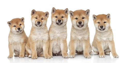 Shiba Inu puppies portrait on a white background, popular companion dog