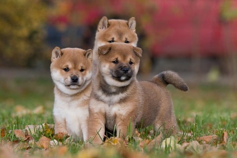 Three nice puppies - Shiba Inu