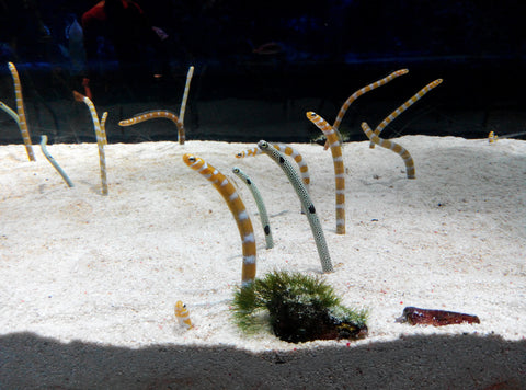 Spotted Garden Eel in Sumida aquarium