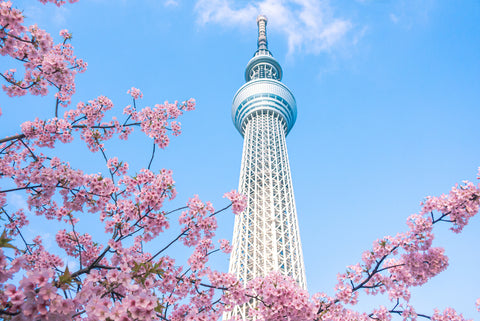 Sky Tree (東京 スカイ ツリー)and cherry blossom during spring.