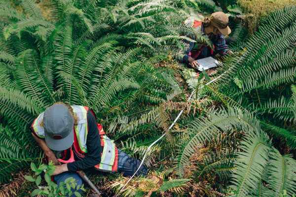 The Mother Tree Project scientists taking data from an old growth forest