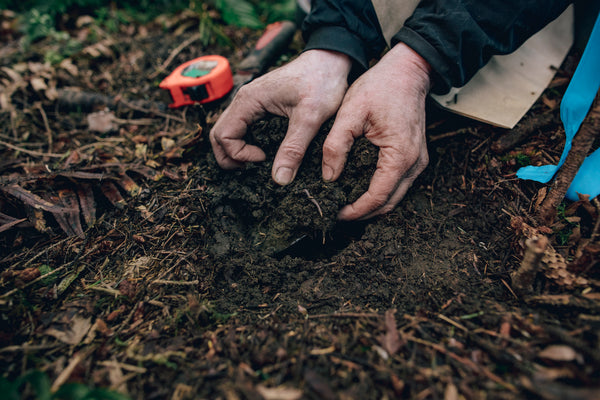 Healthy soil in an old growth forest