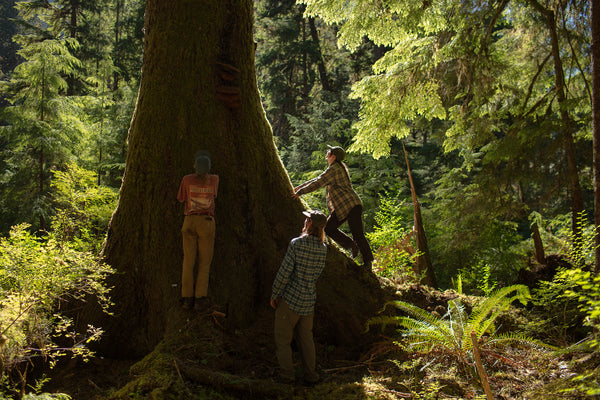The young scientists from the Mother Tree Project marvel at a giant old growth Douglas fir tree