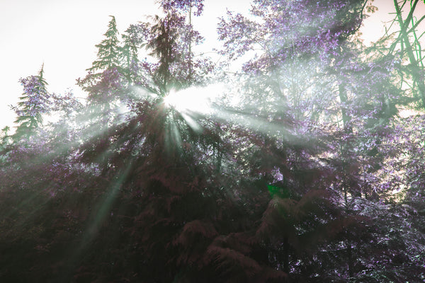 Beams of sunlight shine through an old-growth tree canopy with shades of purple highlighting the branches