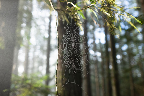 A spider web is in focus with the temporate rainforest behind it.
