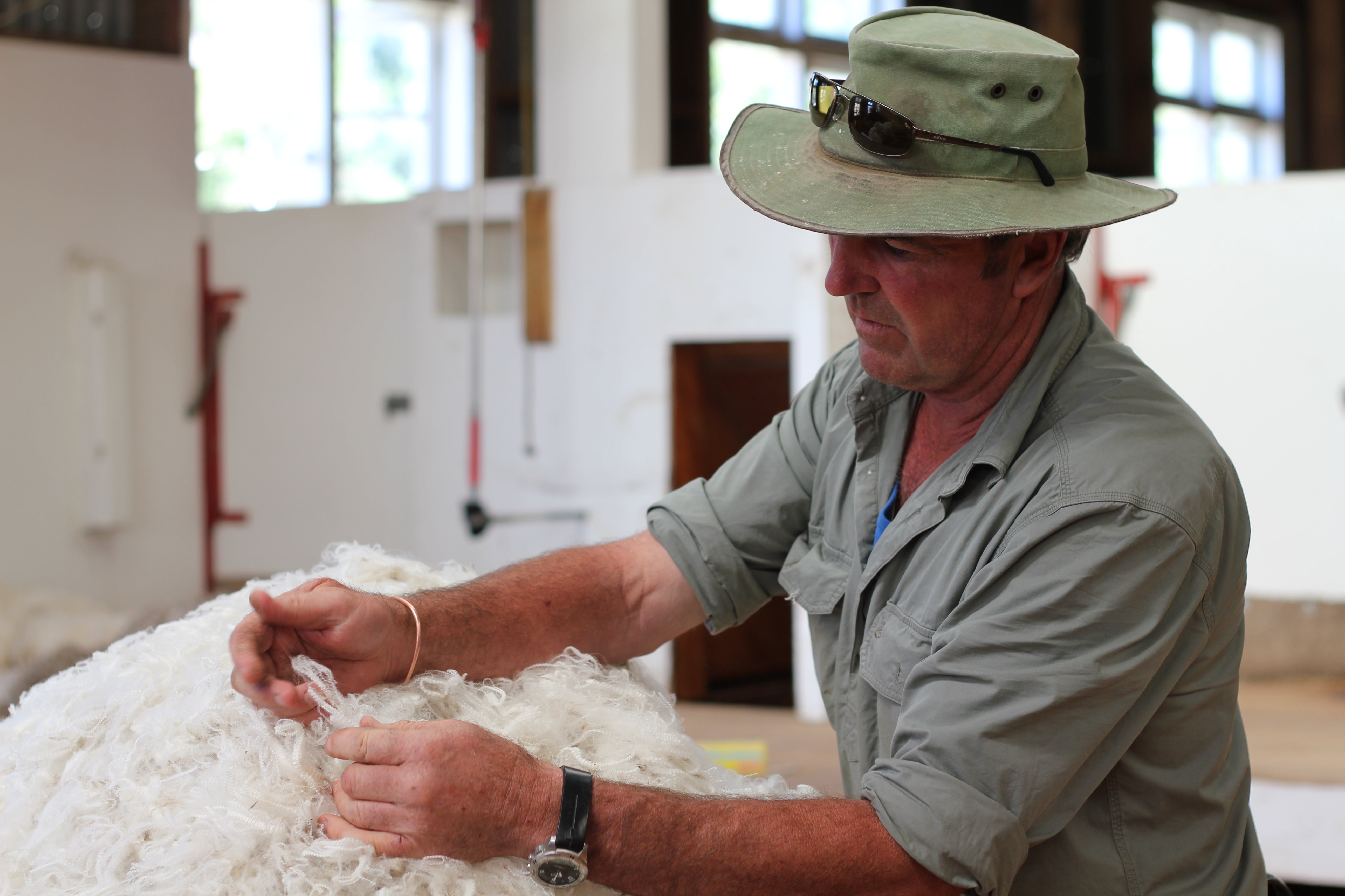 ZQ-certified merino sorting high-quality ethical wool