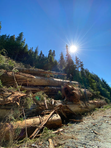 A fresh clear cut of old growth in Kwakwaka'wakw Territory