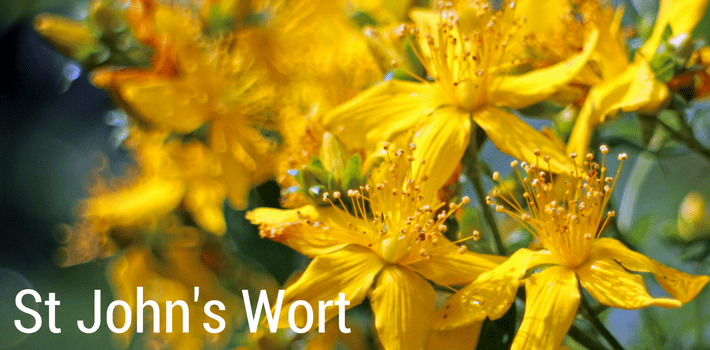 st john's wort for dogs