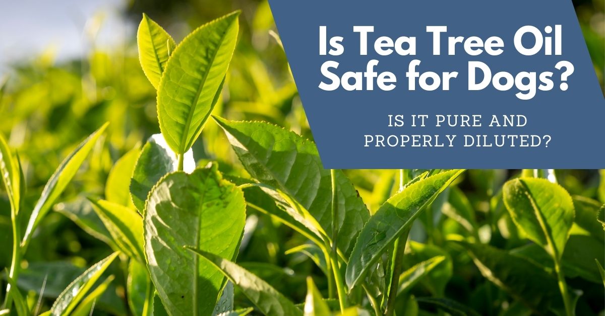 are tea leaves bad for dogs