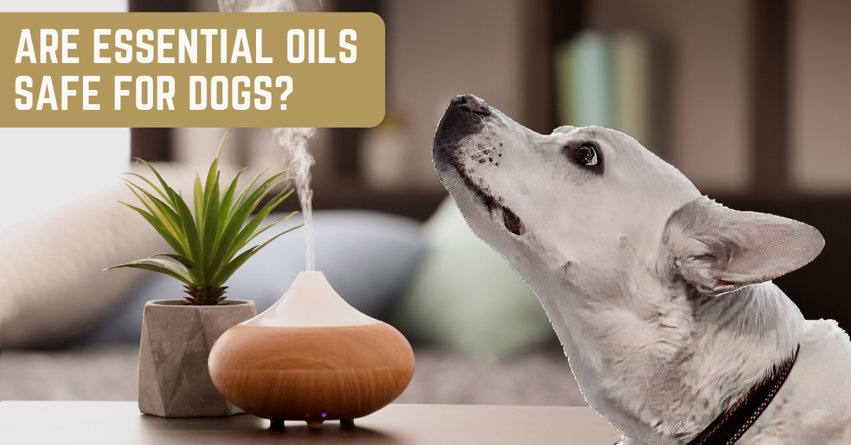 what essential oils are bad for dogs