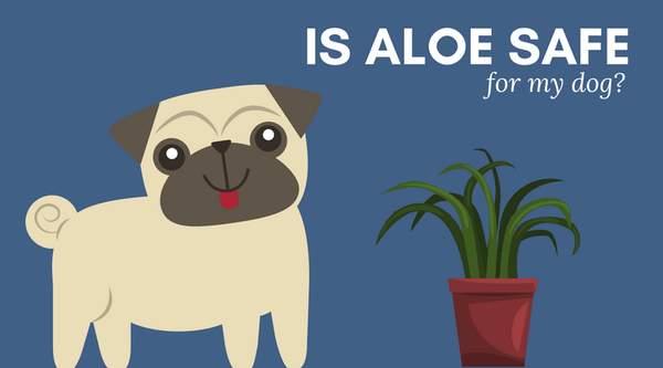 dog ate aloe plant