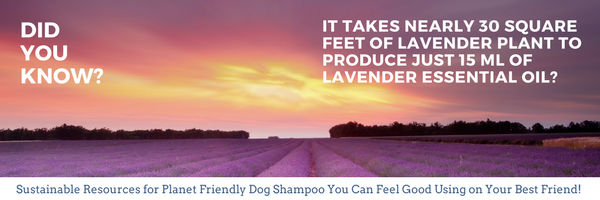 4-Legger Sustainable Ingredients in our Organic Dog Shampoo For A Healthy Planet