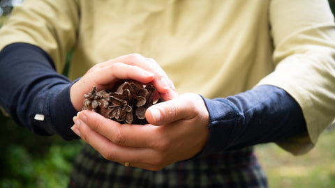 Twig + Tale Storyteller Hands holding a pinecone