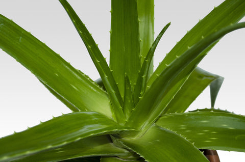 aloe vera plant