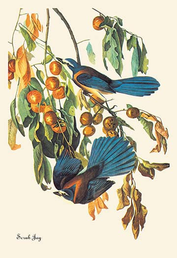Scrub Jay