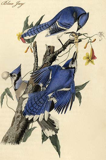 Blue Jay – The Pierce Archive