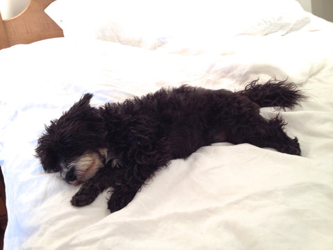 black dog sleeping on white sheets