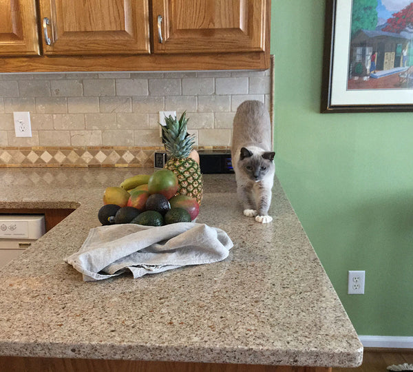 siamese cat stretching on the counter